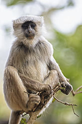 Indien, Uttarakhand, Languren im Jim-Corbett-Nationalpark - FOF004027