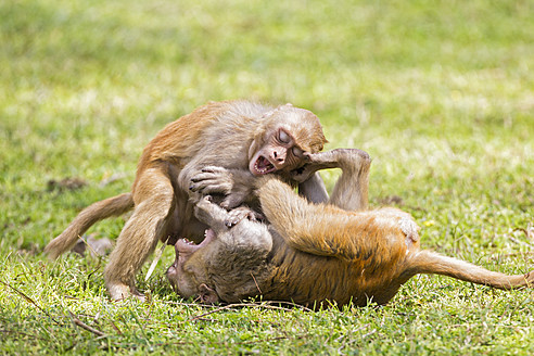 Indien, Uttarakhand, Rhesusaffen spielen im Jim Corbett National Park - FOF004028