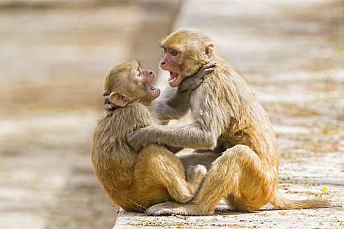 Indien, Uttarakhand, Rhesusaffen spielen im Jim Corbett National Park - FOF004029