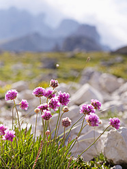 Europa, Italien, Wildblumen im Nationalpark der Sextner Dolomiten - BSCF000122