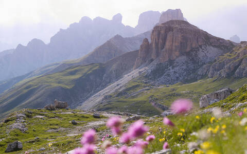 Europa, Italien, Wildblumen im Nationalpark der Sextner Dolomiten, lizenzfreies Stockfoto