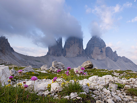 Europa, Italien, Blick auf Wildblumen und die Drei Zinnen - BSCF000125