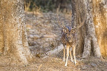 Indien, Uttarakhand, Axishirsche im Jim-Corbett-Nationalpark - FOF004035