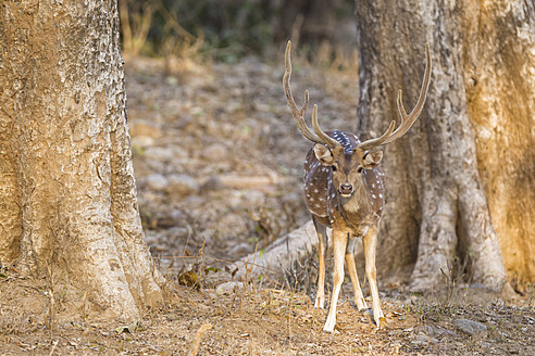 Indien, Uttarakhand, Axishirsche im Jim-Corbett-Nationalpark - FOF004035