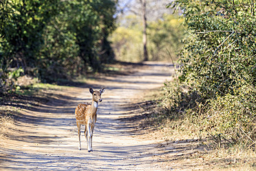 Indien, Uttarakhand, Axishirsche im Jim-Corbett-Nationalpark - FOF004036