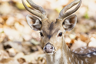 India, Madhya Pradesh, Axis deer at Bandhavgarh National Park - FOF004038