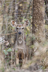 Indien, Madhya Pradesh, Sambarhirsch im Kanha-Nationalpark - FOF004039