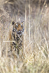 Indien, Madhya Pradesh, Bengalischer Tiger im Bandhavgarh-Nationalpark - FOF004040