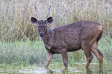 Indien, Madhya Pradesh, Sambarhirsch im Bandhavgarh-Nationalpark - FOF004041