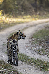 Indien, Madhya Pradesh, Bengalischer Tiger im Kanha-Nationalpark - FOF004042