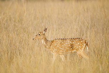 Indien, Madhya Pradesh, Achsenhirsche im Kanha-Nationalpark - FOF004045