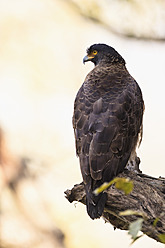 Indien, Uttarakhand, Schlangenadler auf einem Ast im Jim Corbett National Park - FOF004047