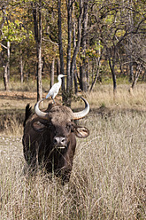 Indien, Madhya Pradesh, Kuhreiher auf Gaur im Kanha-Nationalpark - FOF004054