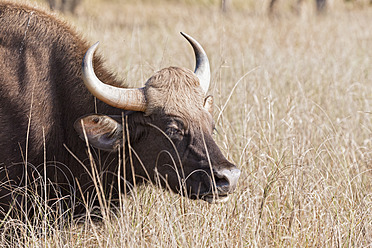 India, Madhya Pradesh, Gaur at Kanha National Park - FOF004055