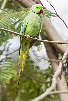 Indien, Uttarakhand, Rosensittich auf einem Ast im Jim Corbett National Park - FOF004056