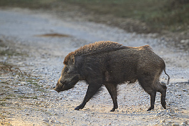 India, Uttarakhand, Wild boar at Jim Corbett National Park - FOF004057