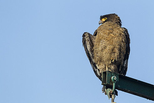 Indien, Uttarakhand, Schlangenadler auf Hochspannungsleitung im Jim Corbett National Park - FOF004058