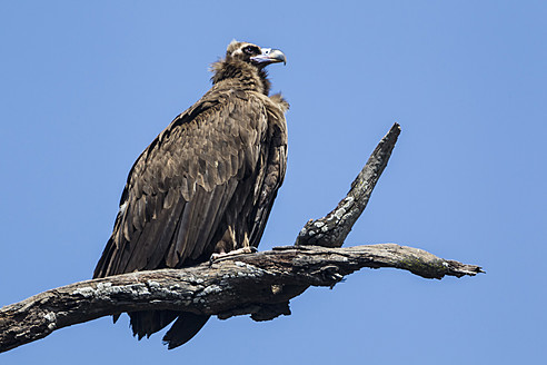 Indien, Uttarakhand, Geier auf einem Ast im Jim Corbett National Park - FOF004059