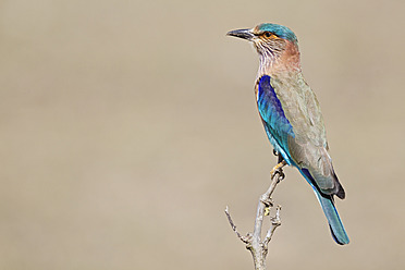Indien, Madhya Pradesh, Vogel auf einem Ast im Bandhavgarh-Nationalpark - FOF004060