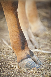 USA, Texas, Close up of cattle hoof - ABAF000167