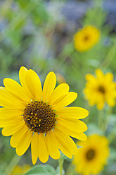 USA, Texas, Close up of sunflower - ABAF000172