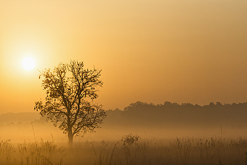 Indien, Uttarakhand, Blick auf den mystischen Morgen im Jim Corbett National Park - FOF004066