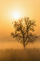 Indien, Uttarakhand, Blick auf den mystischen Morgen im Jim Corbett National Park - FOF004067