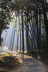 Indien, Uttarakhand, Blick auf einen Wald mit Shala-Bäumen im Jim-Corbett-Nationalpark - FOF004069