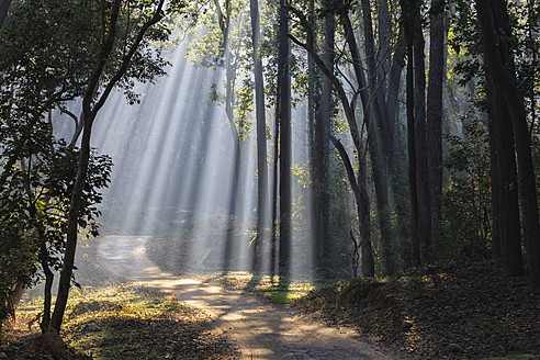 Indien, Uttarakhand, Blick auf einen Wald mit Shala-Bäumen im Jim-Corbett-Nationalpark - FOF004070