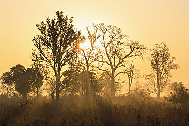 India, Uttarakhand, View of Mystic morning at Jim Corbett National Park - FOF004071