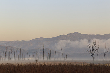 India, Uttarakhand, View of dead trees at Jim Corbett National Park - FOF004072