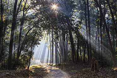 Indien, Uttarakhand, Blick auf einen Wald mit Shala-Bäumen im Jim-Corbett-Nationalpark - FOF004077