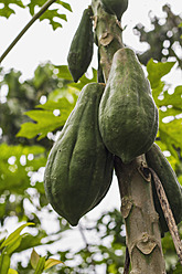 Indonesia, Cocoa pods hanging on tree - MBEF000450