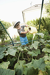 Germany, Bavaria, Boy watering cucumber vegetable in garden - RNF000997