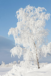 Austria, Frozen tree near Saalbach - FLF000127