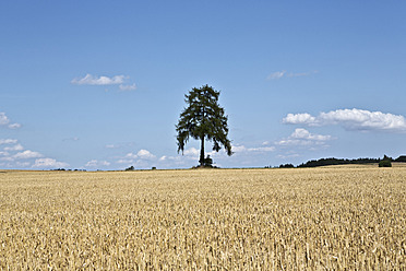 Deutschland, Bayern, Baum im Maisfeld - MAEF004841