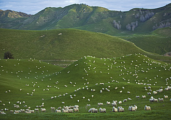 New Zealand, Sheep herd at Coromandel Peninsula - WBF001223