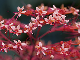 USA, Rote Blüten - WBF001232