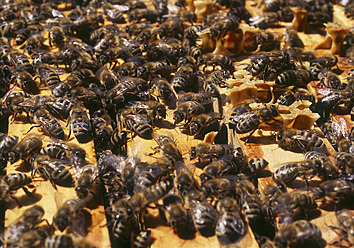 USA, Bees in beehive - WBF001219