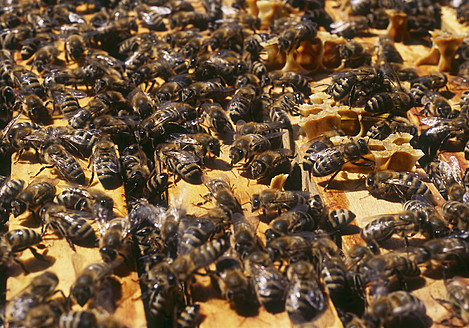 USA, Bienen im Bienenstock - WBF001219