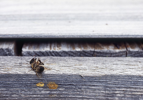 Deutschland, Tote Biene auf Holzbalken - WBF001242