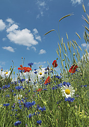 Deutschland, Weizenfeld mit Mohn- und Kornblumen - WBF001244