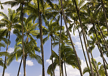 USA, Hawaii, Blick auf eine Palme - WBF001250