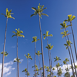 USA, Hawaii, Kauai, View of palm tree - WBF001251