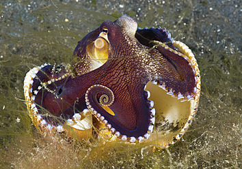 Indonesia, Coconut Octopus underwater - WBF001252