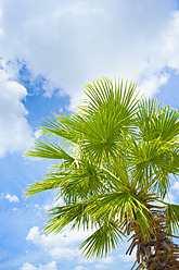 USA, Texas, Palmenblätter gegen teilweise bewölkten Himmel am Rio Frio - ABAF000205