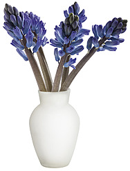 Blaue Hyazinthen in Blumenvase auf weißem Hintergrund, Nahaufnahme - WBF001542