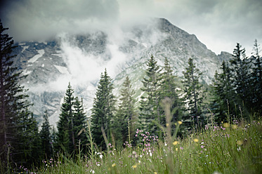 Germany, Bavaria, View of mountain meadow with alps - MJF000092