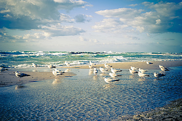 Deutschland, Mecklenburg Vorpommern, Möwen auf der Ostsee - MJF000103