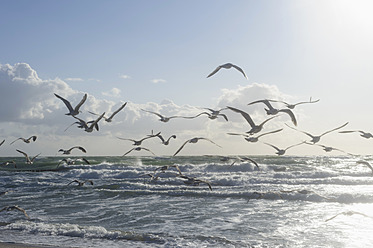 Deutschland, Mecklenburg Vorpommern, Möwen fliegen an der Ostsee - MJF000105